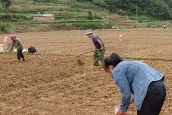 聚合草如何种植,选择在春、夏两季的阴雨天移植
