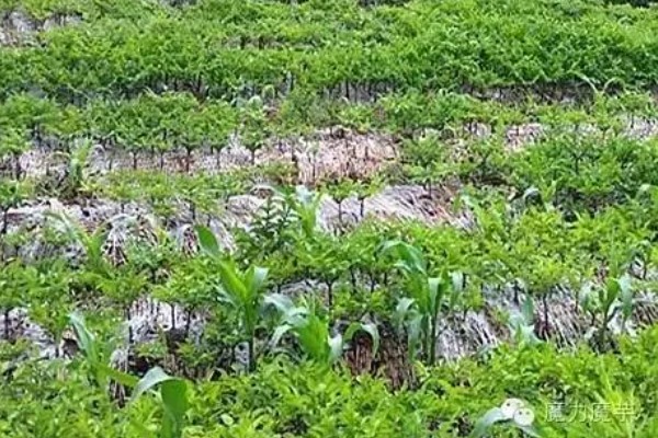 魔芋施肥用什么肥,要以农家肥和复合肥为主