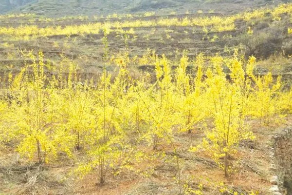 连翘的种植成本与利润，一亩地的总成本为2000元左右