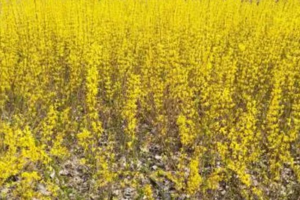 连翘的种植成本与利润，一亩地的总成本为2000元左右