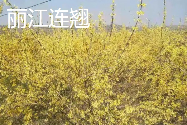 连翘的种植成本与利润，一亩地的总成本为2000元左右