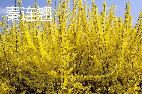 连翘的种植成本与利润，一亩地的总成本为2000元左右