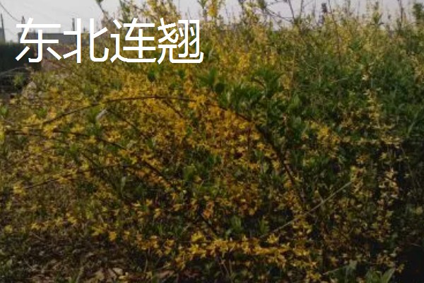 连翘的种植成本与利润，一亩地的总成本为2000元左右