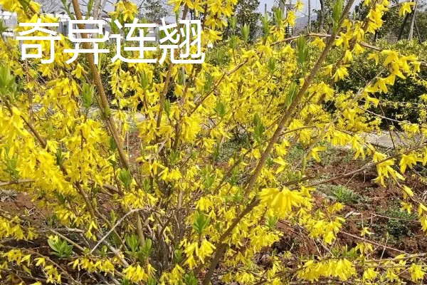 连翘的种植成本与利润，一亩地的总成本为2000元左右