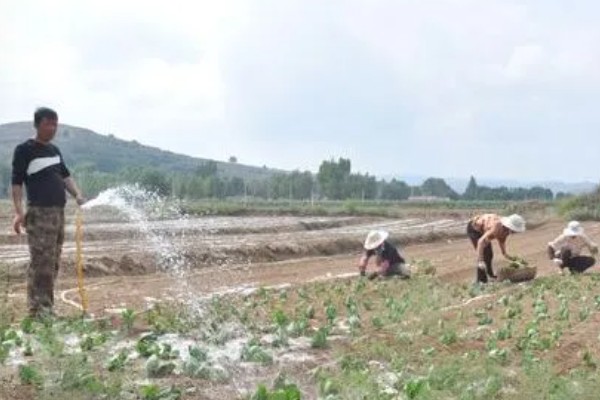 怎样给冬瓜施肥,基肥一般选择腐熟的有机肥