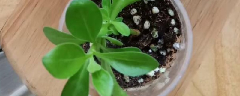 蓝目菊的扦插方法，选择在每年春季进行