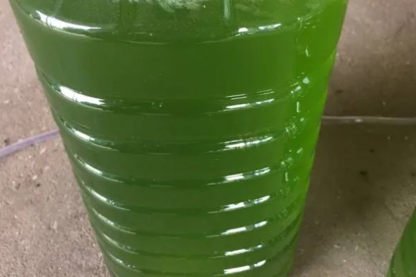 矾肥水如何制作,由硫酸亚铁、粪干等按比例混合