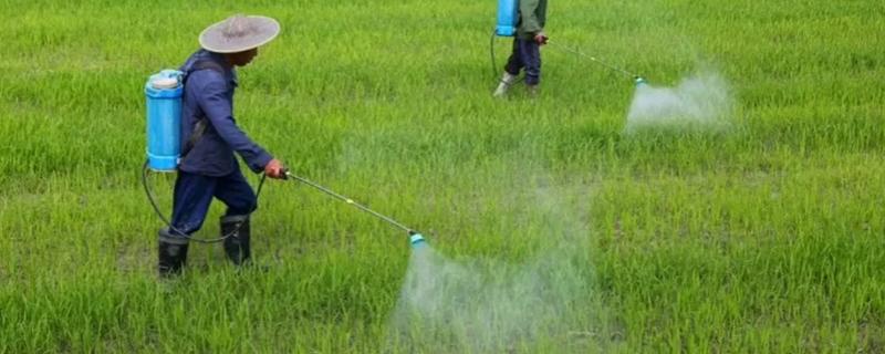 水稻要打几次药，一般需要打3次