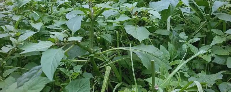 龙葵的外形特点,其株型比较矮小