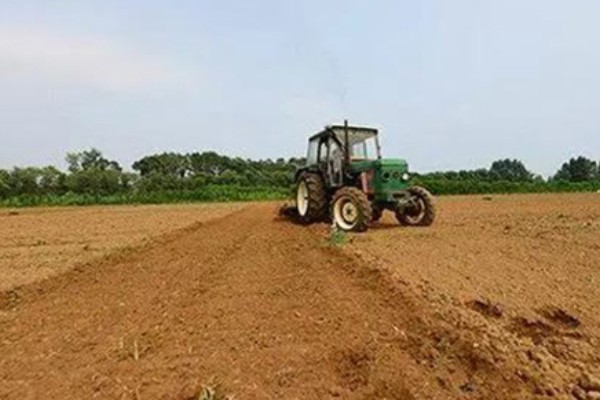 板蓝根的栽培方法,株高达到6-7厘米要间苗