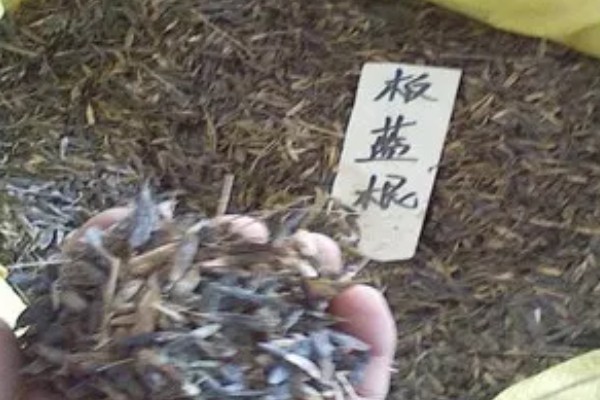 板蓝根的栽培方法,株高达到6-7厘米要间苗
