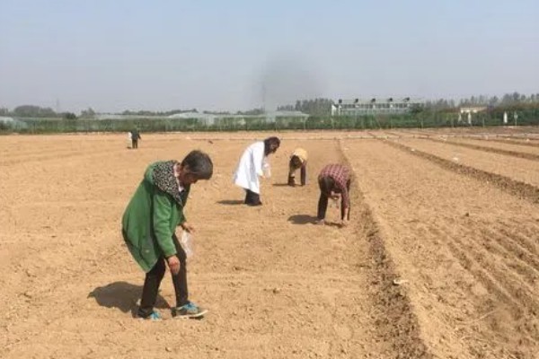 板蓝根的栽培方法,株高达到6-7厘米要间苗