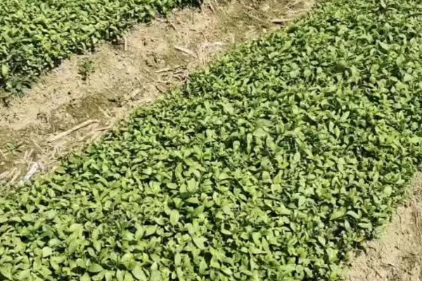 板蓝根的栽培方法,株高达到6-7厘米要间苗