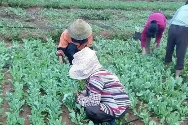 板蓝根的栽培方法,株高达到6-7厘米要间苗