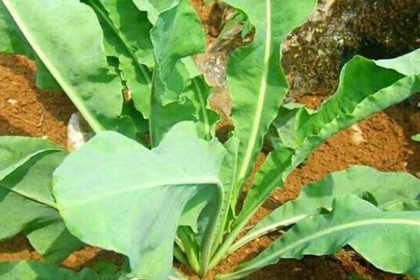 板蓝根的栽培方法,株高达到6-7厘米要间苗