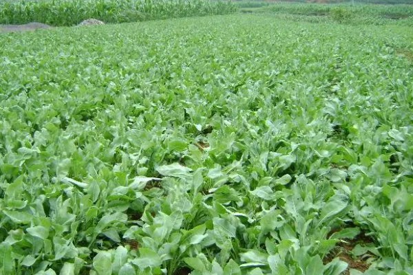 板蓝根的栽培方法,株高达到6-7厘米要间苗
