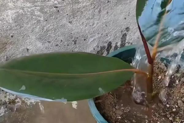 橡皮树怎么扦插,枝条下端要涂抹草木灰