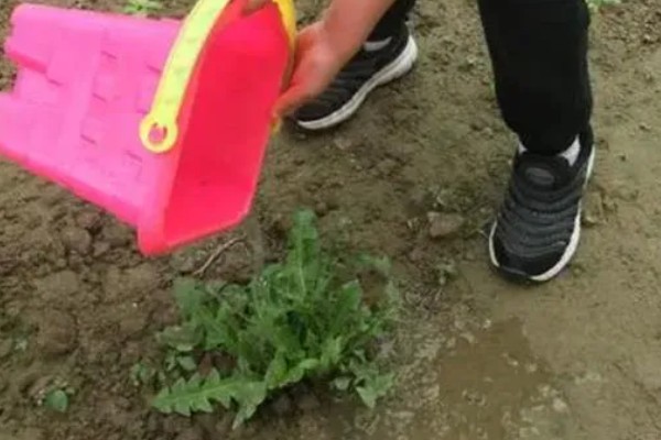 蒲公英的养殖要点，生长离不开充足的光照