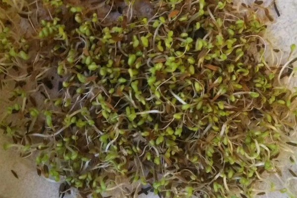 蒲公英的养殖要点，生长离不开充足的光照