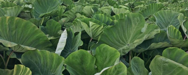 香芋丰产的栽培技术，发棵期追肥1-2次