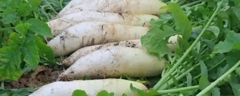 一月份可以种植哪些蔬菜，有萝卜、白菜、西洋菜等