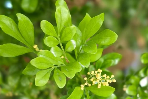 植物呼吸作用有什么意义,能为生物体的生命活动提供能量