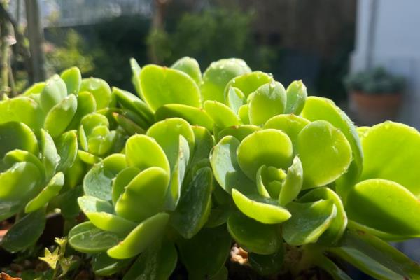 植物呼吸作用有什么意义,能为生物体的生命活动提供能量