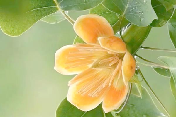 植物呼吸作用有什么意义,能为生物体的生命活动提供能量