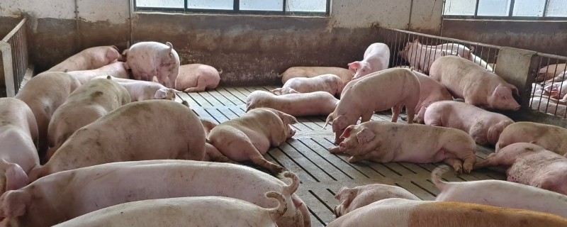 养殖场需要办理的证件，必须办理动物防疫条件合格证
