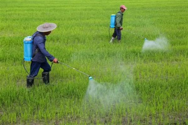 辛硫磷灌根倍数,取决于防治对象
