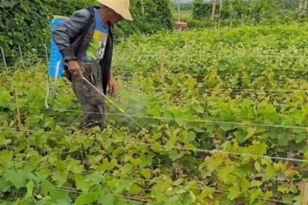 波尔多液是由什么配制,原料包括硫酸铜、熟石灰等