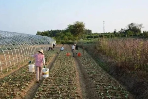 发展家庭农场有什么好处和坏处,可让闲置土地发挥最大效益但政策支持力度小