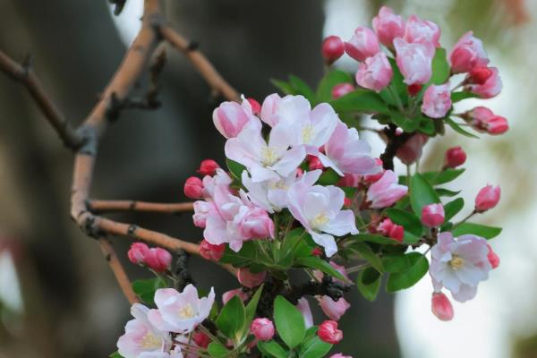 海棠花施什么肥,推荐复合肥、液肥等
