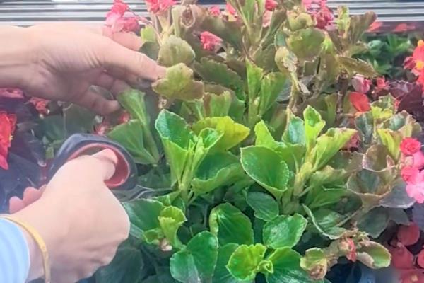 海棠花施什么肥,推荐复合肥、液肥等