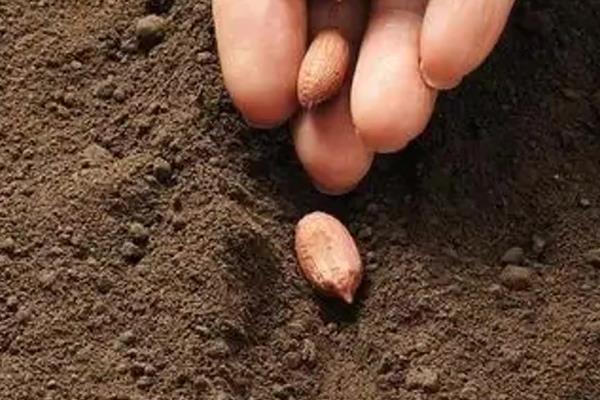 花生芽怎么种植,每天淋水3-4次