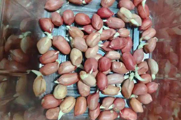 花生芽怎么种植,每天淋水3-4次