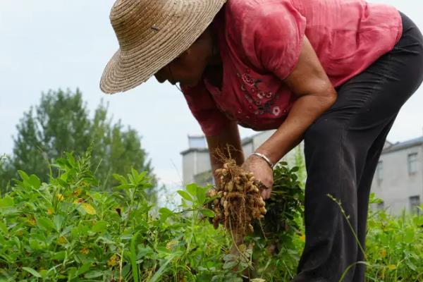 花生芽怎么种植,每天淋水3-4次