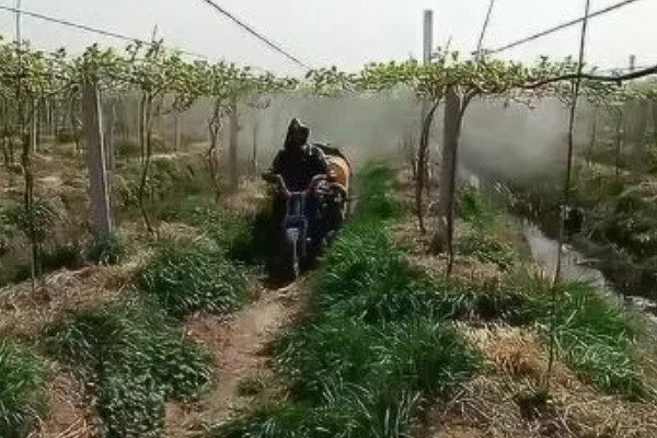 葡萄长黑斑怎么办,发生褐斑病可喷施百菌清