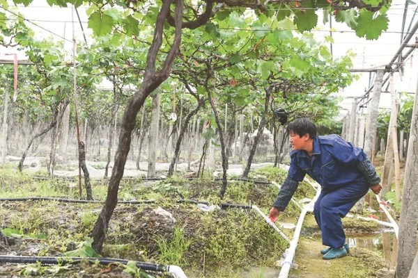 葡萄长黑斑怎么办,发生褐斑病可喷施百菌清