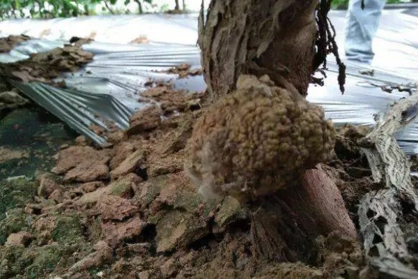 葡萄长黑斑怎么办,发生褐斑病可喷施百菌清