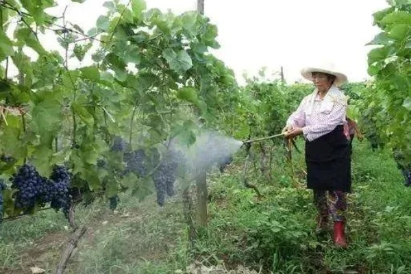 葡萄长黑斑怎么办,发生褐斑病可喷施百菌清