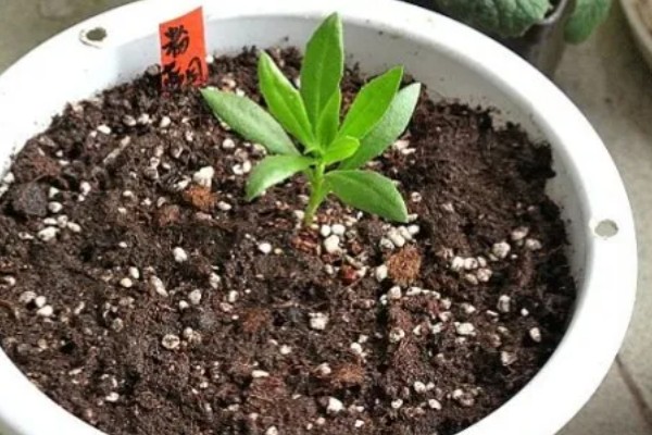 蓝目菊的扦插方法,选择在每年春季进行