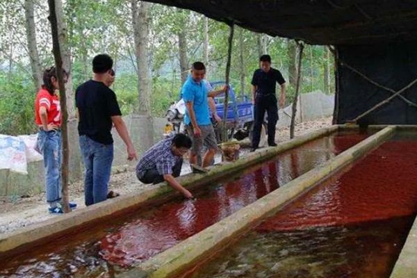 红虫养殖的条件,池深通常在50cm左右