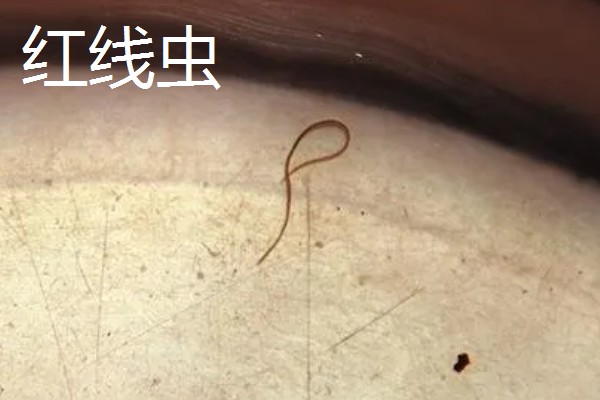 红虫养殖的条件,池深通常在50cm左右
