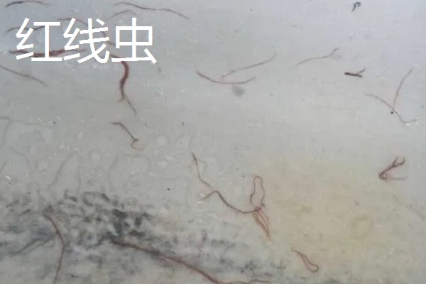 红虫养殖的条件,池深通常在50cm左右