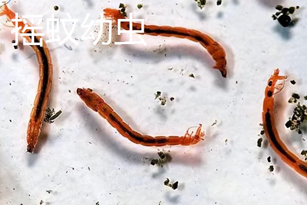 红虫养殖的条件,池深通常在50cm左右