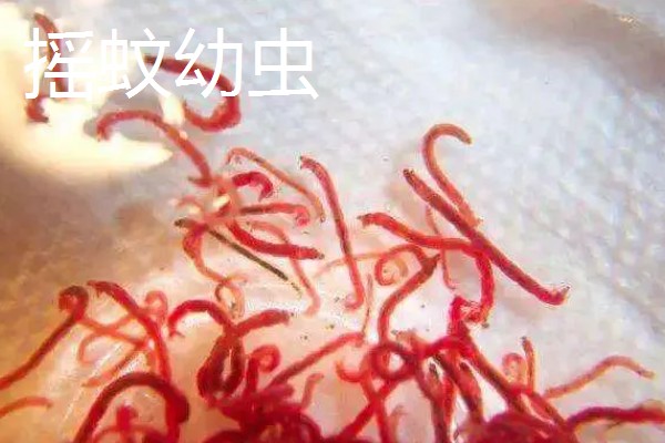 红虫养殖的条件,池深通常在50cm左右