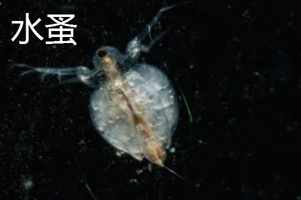 红虫养殖的条件,池深通常在50cm左右