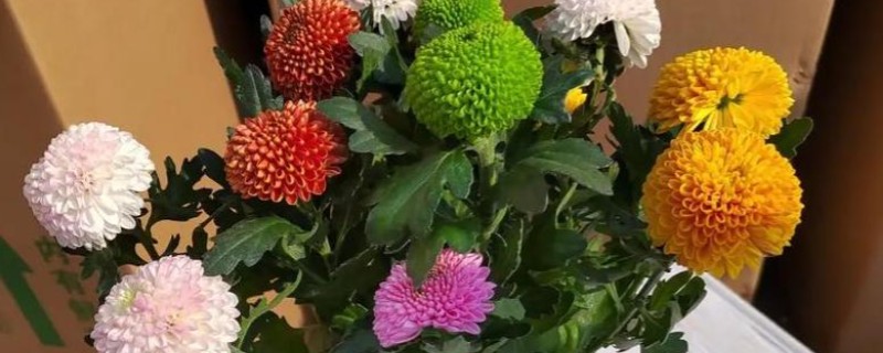 乒乓菊是不是只能活一年，土培养殖可以存活5年左右