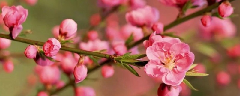 梅花冬天室外会冻死吗，一般不会冻死
